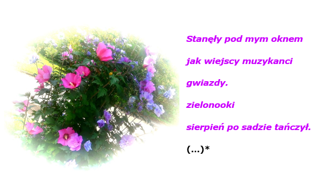 Zdjęcie_nr_1_przedstawia_kwitnący_wielobarwny_hibiskus_z_ogrodu_DPS.png