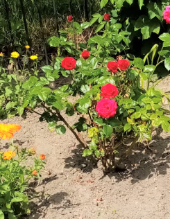  Fotografia 4 przedstawia kwiaty wyhodowane w ogrodzie DDP. Na środku krzak czerwonych róż
