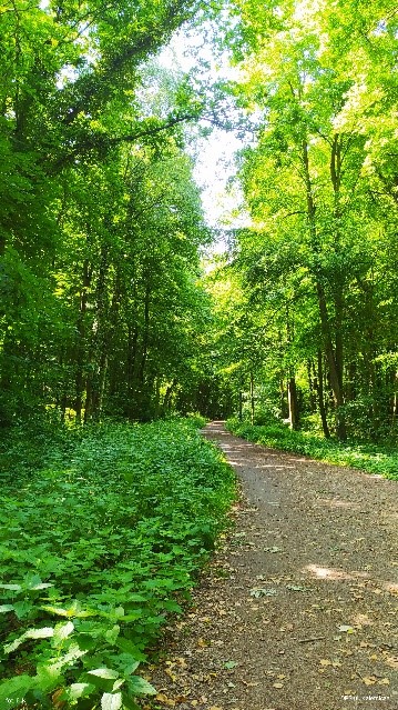 Na zdjęciu ścieżka spacerowa z niską i wysoką roślinnością parkową 