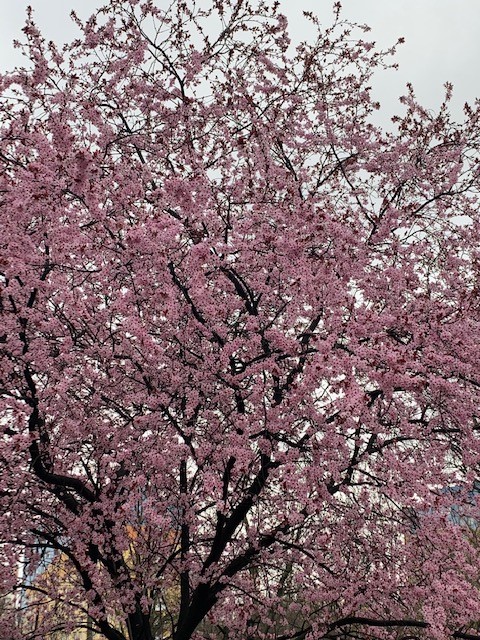 na fotografii widzimy kwitnące na jasno różowo piękne duże drzewo