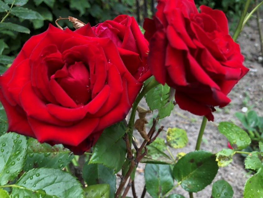 Czerwone róże, wyhodowane w Semaforowym ogrodzie