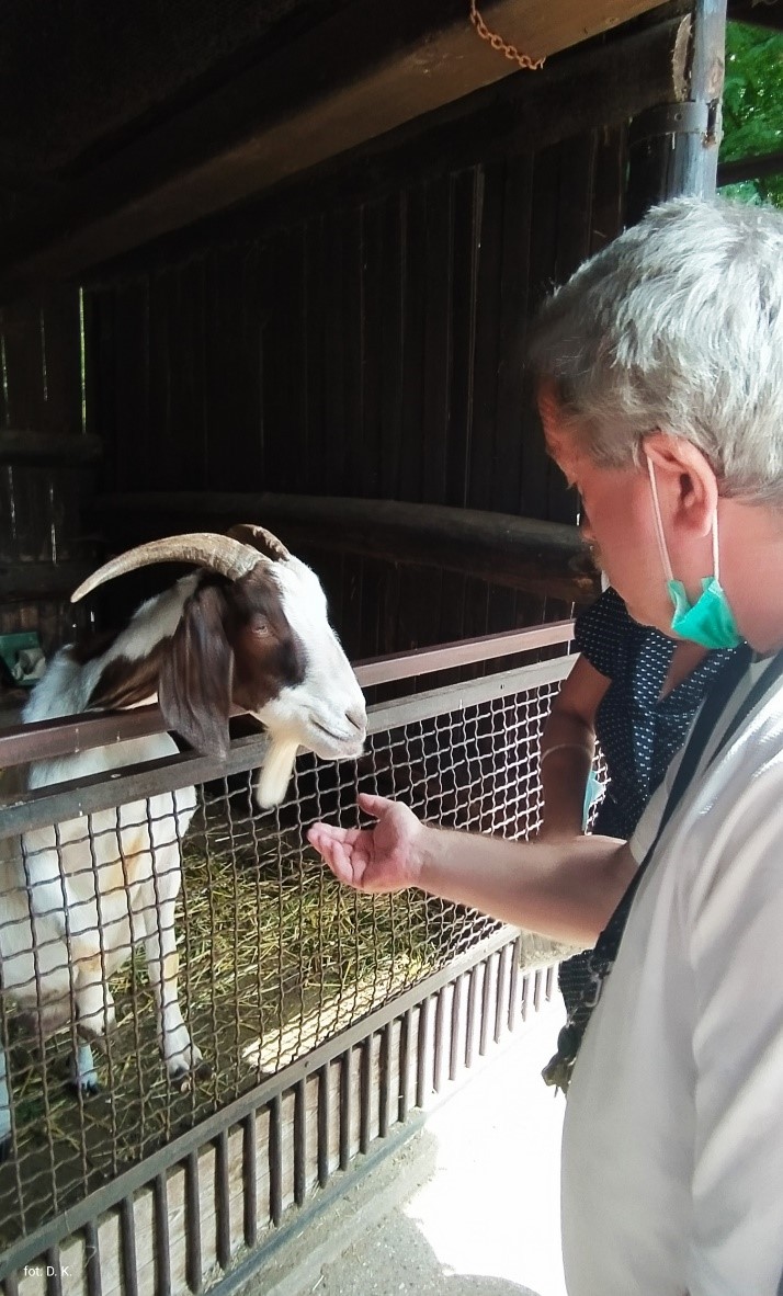 Na pierwszym planie mężczyzna z wyciągniętą ręką w kierunku kozy (biało-brązowej), która znajduje się w zagrodzie