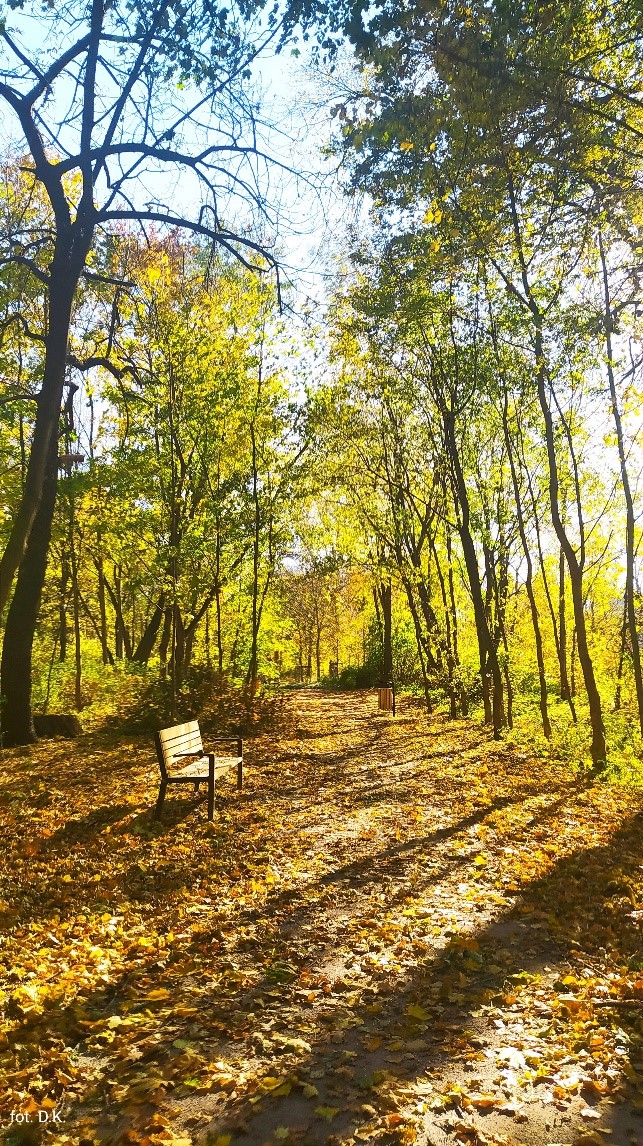 Na zdjęciu jesienna alejka w Parku Widawskim w słoneczny dzień