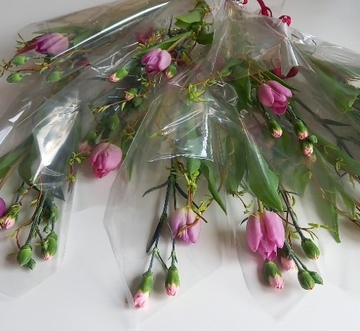 Obfite w pączki różowe goździki gałązkowe zapakowane w przeźroczystą folię