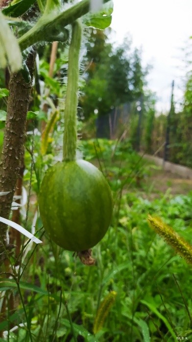 Na zdjęciu mały zielony arbuz w tle roślinność ogrodu