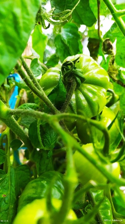 Na zdjęciu krzak pomidorów malinowych z dużą ilością zielonych owoców