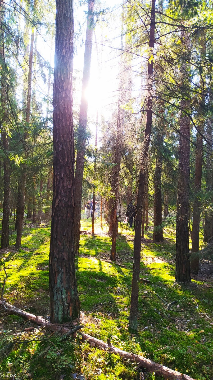 Na zdjęciu krajobraz leśny, wysokie drzewa iglaste przeszyte promieniami słońca w oddali grupa grzybiarzy. Runo leśne pokryte mchem w kolorze soczystej zieleni