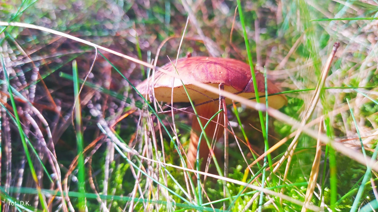 Na zdjęciu ściółka leśna, w trawie rośnie grzyb z bordowo brązowym kapeluszem